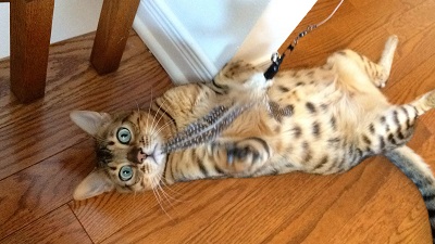 Goliath playing with the feather!
